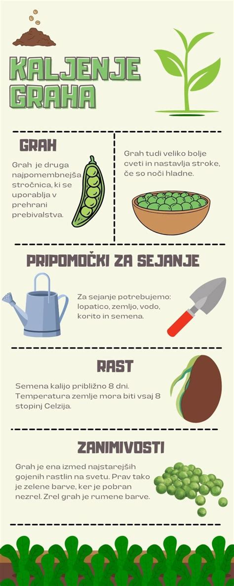 infografika: prikaz pravilne priprave komposta in sajenja krompirja v gredice
