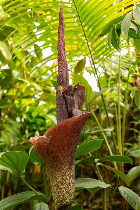 Tematska fotografija rastline konjak (Amorphophallus konjac) s cvetom in gomoljem