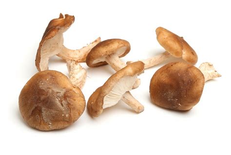 kolaž različnih vrst gob (šampinjoni, jurčki, enoki, šitake)