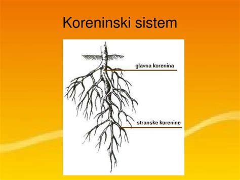 Botanični prikaz rasti pora: koreninski sistem, belo lažno steblo in zeleni listi