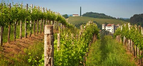 Fotografija vinograda v Franciji, morda v Burgundiji ali Bordeauxu