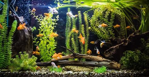 A large, well-maintained aquarium with several healthy goldfish swimming amidst plants and decorations.