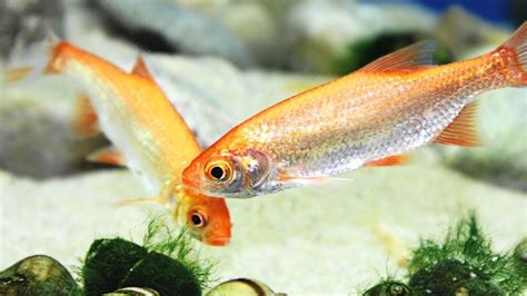 shema čiščenja ribe