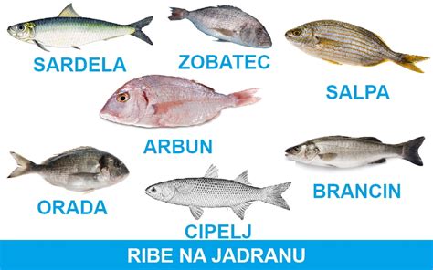 Tematska fotografija različnih vrst rib