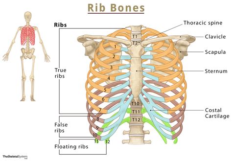 Diagram pravilnega filiranja ribe