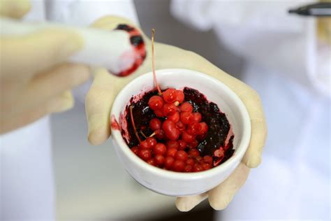 Fotografija različnih divjih rastlin in gob, primernih za nabiranje