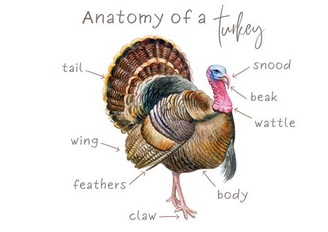 A diagram showing the parts of a turkey and how to stuff it.