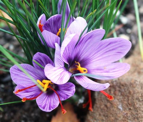 Fotografija vijoličnih cvetov Crocus sativus z izrazitimi rdečimi pestiči