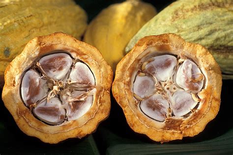 Theobroma cacao, kakavovec, sadeži in zrna