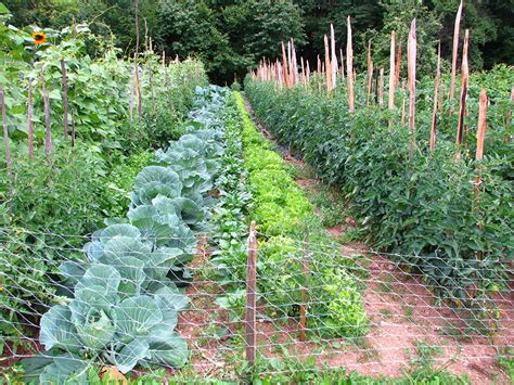 Shema kolobarjenja za zelenjavni vrt s poudarkom na kapusnicah.