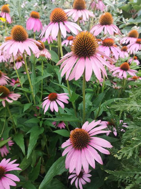 Rastlina ameriškega slamnika (Echinacea)