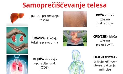 Infografika različnih vrst OVO in delov telesa, ki jih ščitijo