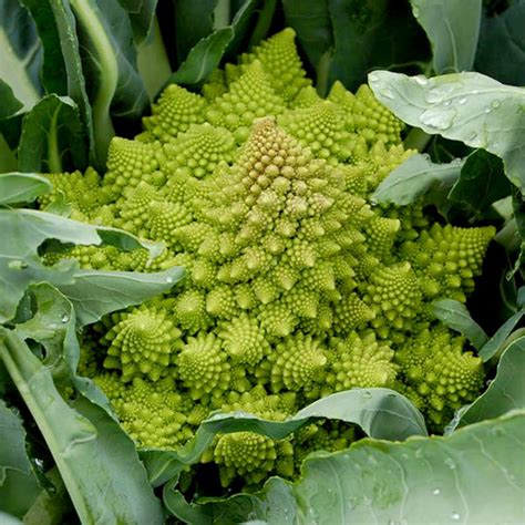 zelena cvetaca romanesco nenavadnega videza, fraktalna oblika
