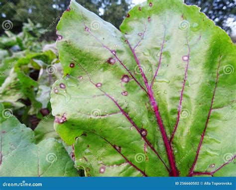 Fotografija: Primer listov rdeče pese, prizadetih z listno pegavostjo (Cercospora beticola)