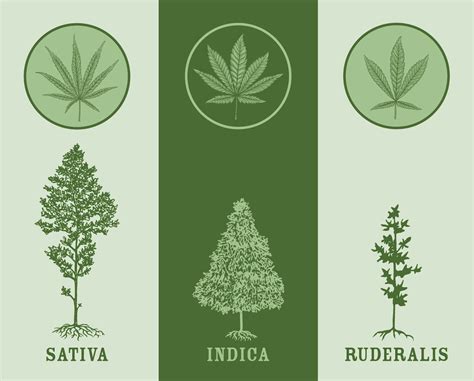 shema rasti in podvrst konoplje (sativa, indica, ruderalis)