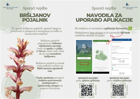 Fotografija katalonskega radiča, ki prikazuje njegovo značilno žagasto obliko listov