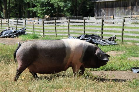 Krškopoljski prašič z značilnim belim pasom