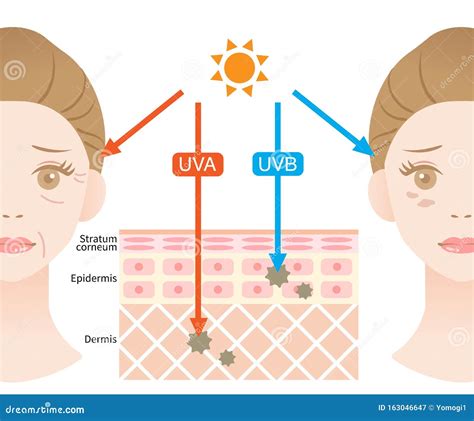 infografika razlike med UVA in UVB žarki ter njihovim vplivom na kožo