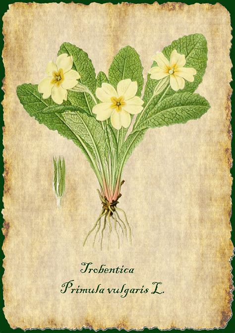 Botanična ilustracija navadne pese (Beta vulgaris) s korenino, listi in cvetovi