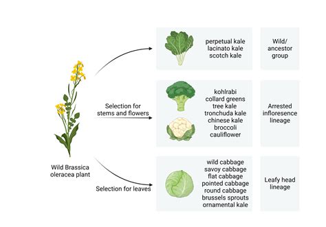 Botanična ilustracija zelja (Brassica oleracea) s prikazom listov in glavnate strukture