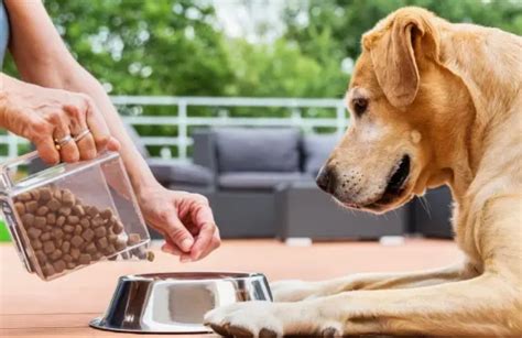 granulirana kostna moka v skledi za hranjenje psa