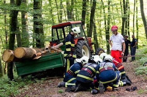 Tematska fotografija lisičk v gozdu