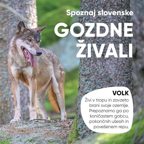 prikaz sestavin gozdne župe