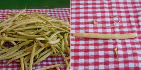 priprava stročjega fižola v sopari