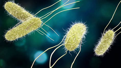 Infografika: Bakterije na mesu, Salmonella in E.coli