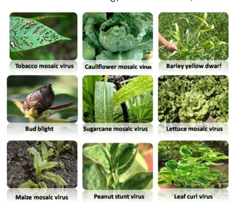 Schematic drawing of common plant diseases