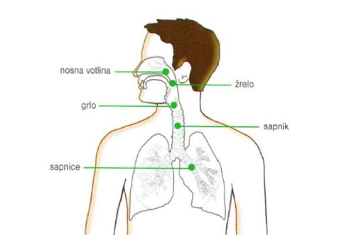 shema anatomije grla in žrela