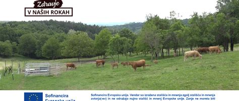 Raznolikost ekoloških kmetij v Sloveniji, od majhnih družinskih do večjih obratov.