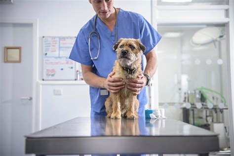 Veterinar pregleduje psa med pregledom