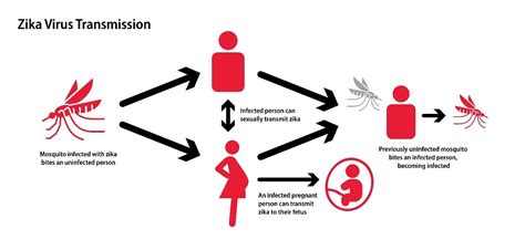 Infografika: Virus Zika - prenos, simptomi, preventiva
