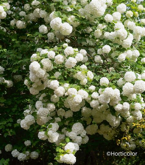 Shema vrta, ki prikazuje idealno lego za Viburnum opulus 'Roseum' - sončno ali delno senčno.