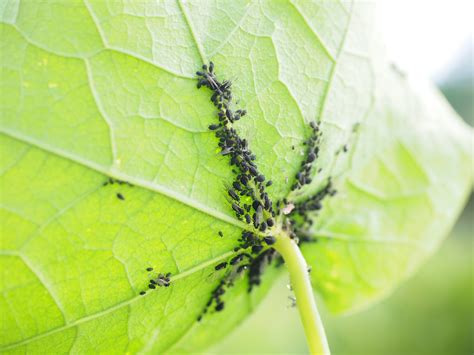 Prikaz kolonije listnih uši na spodnji strani lista zelenjave