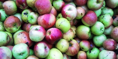 Različni nadevi za gosko ali raco: jabolka, kostanj, slive.