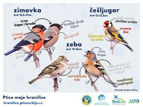 ilustracija ptic v krmilnici pozimi