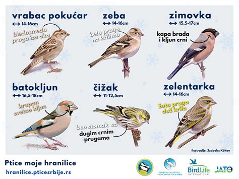 infografika: primerna hrana za ptice in vrste semen
