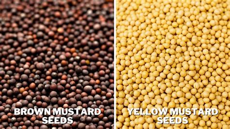 Mustard seeds thematic photo