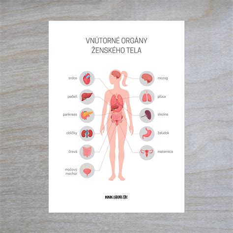 Shema ženskih reproduktivnih organov in higiena