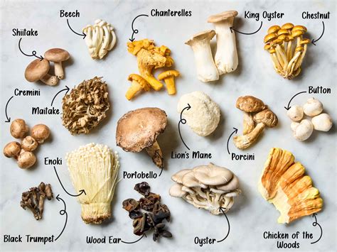 Infographic: Types of edible mushrooms