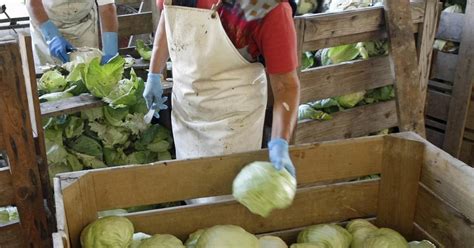 Pravilno pokrivanje in obtežitev zelja in repe