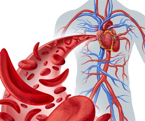 Grafični prikaz krvnega tlaka in njegovih posledic na srce in ožilje
