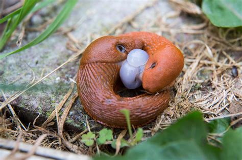 infografika: najpogostejši škodljivci (polži, uši) in naravni načini zatiranja