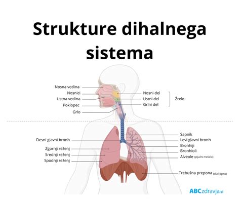 ilustracija dihalnega sistema, ki prikazuje grlo in pljuča