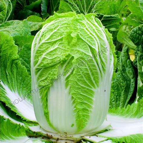 Thematic photo of fresh Chinese cabbage