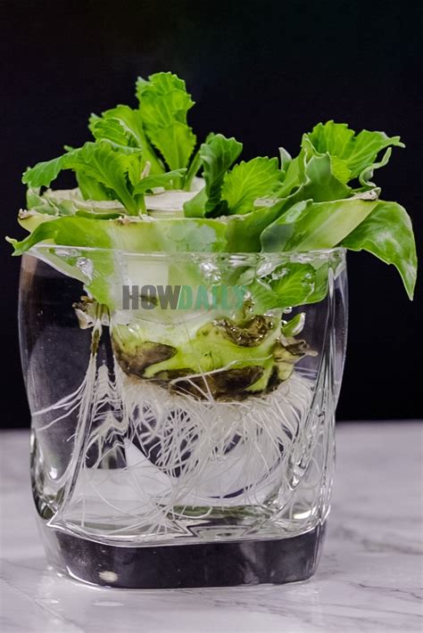 Infographic showing how to regrow Chinese cabbage from a stump in water
