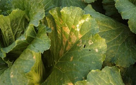 Illustration of common Chinese cabbage pests and diseases