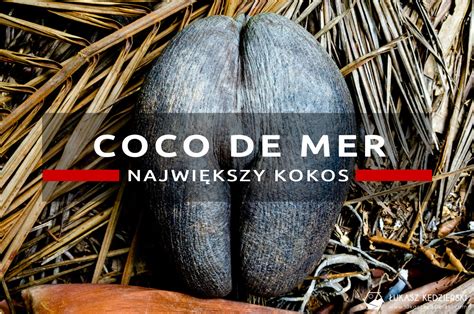 Morski kokos (Coco de Mer)